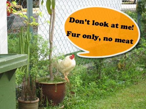chicken spotted! chicken spotted!