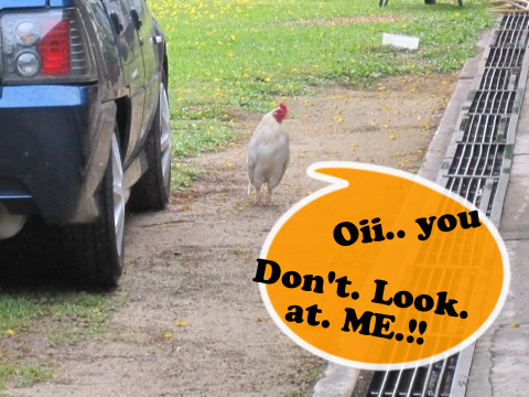 chicken spotted II chicken spotted II