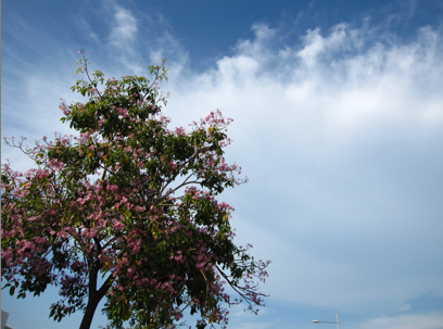 penang blossom penang blossom