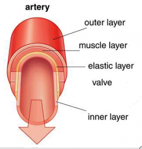 artery