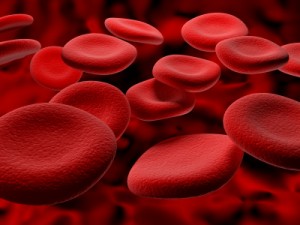 red blood cell