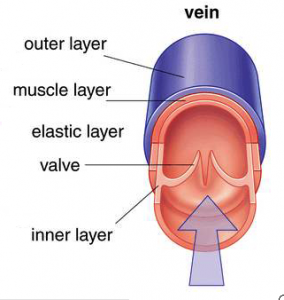 vein